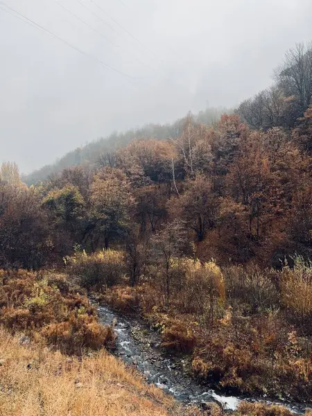 Ormanın güzel manzarası