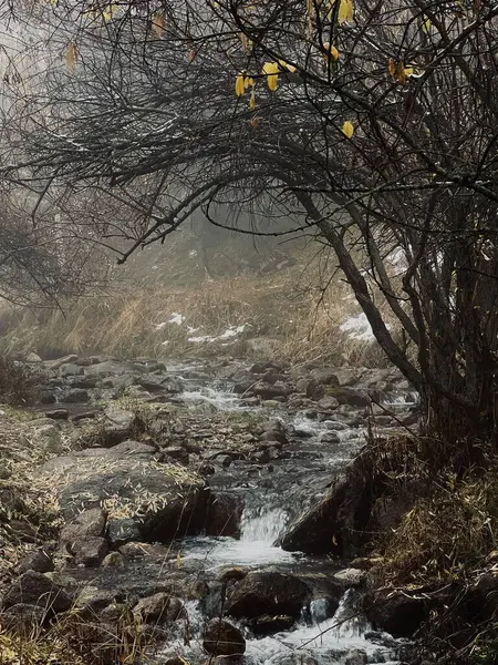 Ormanda güzel bir şelale