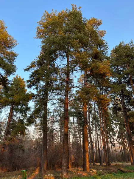 Ağaçlar ve yapraklarla dolu güzel sonbahar manzarası