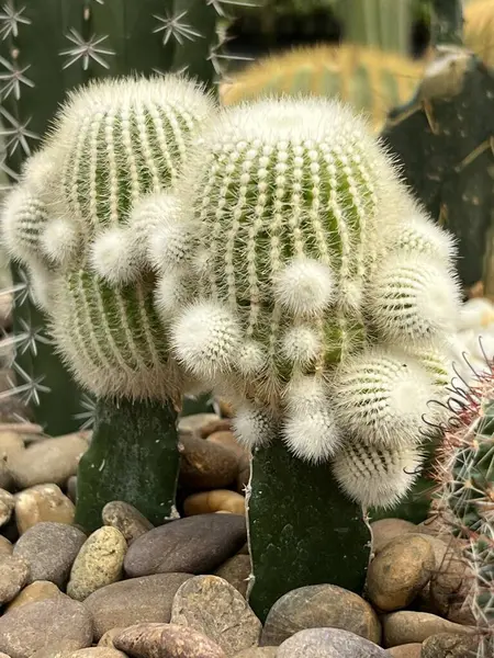 Güzel botanik fotoğrafı, doğal duvar kağıdı.
