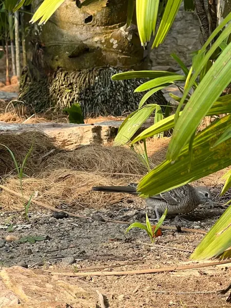 Ormandaki bir kuşun yakın çekimi.