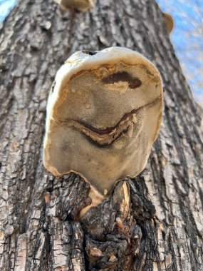 Ormandaki bir mantarın yakın plan çekimi.