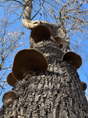 Ormandaki bir mantarın yakın plan çekimi.