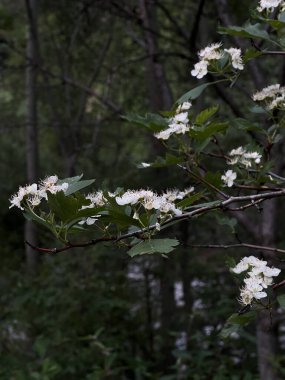 Bahçedeki güzel beyaz çiçekler