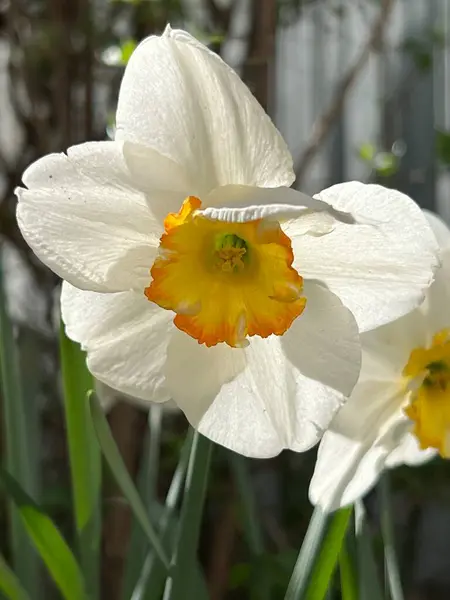 Bahçedeki güzel sarı çiçek