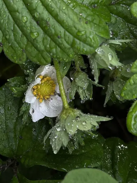 Bahçede beyaz çiçekler