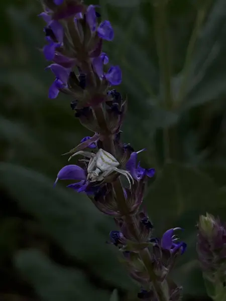 Bahçede mor çiçekler