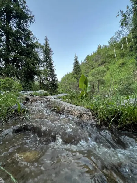 Ormanda güzel bir şelale
