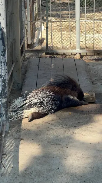 Büyük beyaz bir kedi yerde yatıyor.