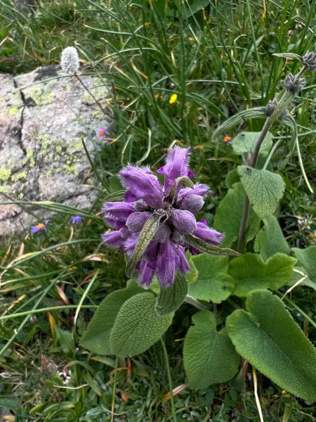 Bahçedeki güzel çiçekler