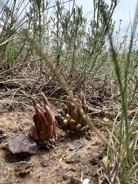 Kaktüs bitki çölde