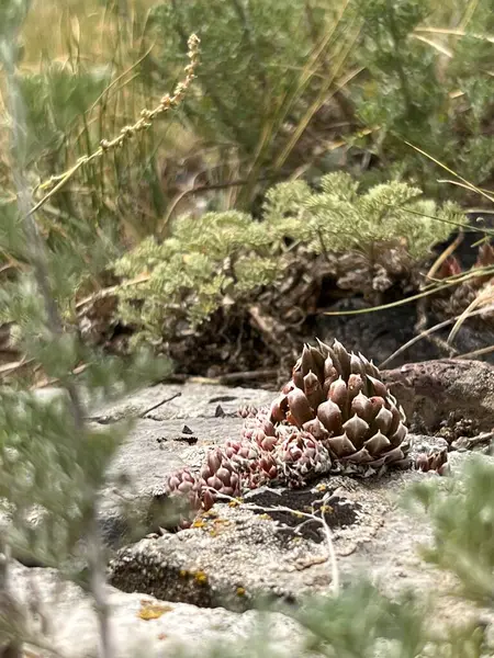 Ağaçtaki güzel beyaz ve kırmızı yosunların yakın plan çekimi.