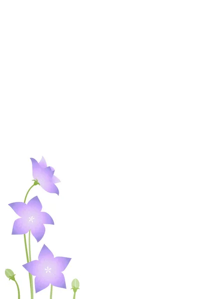 Κάρτα Πένθους Λουλούδι Μπαλονιού Platycodon Grandiflorus Εικονογράφηση Διάνυσμα — Διανυσματικό Αρχείο