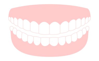 Diş, sağlıklı ve temiz dişlerin resmi, 14 üst ve alt diş ve diş eti, Vektör İllüzyonu