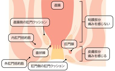 Human body rectum and anus area Illustrations, cross sectional view - Translation: Rectum, anal cushion, sphincter, mucous membrane area, skin area