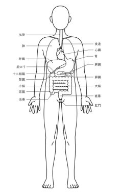 İnsan vücudunun yapısal çizimi, iç organların çizimi, iç organların çizimi, siyah ve beyaz çizgi çizimi, Vektör İllüzyonu