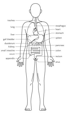 İnsan vücudunun yapısal çizimi, iç organların çizimi, iç organların çizimi, siyah ve beyaz çizgi çizimi, Vektör İllüzyonu