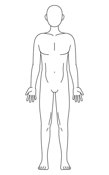 Illustration Des Menschlichen Körpers Nackt Und Nackt Frontalansicht Linienzeichnung Schwarz — Stockvektor