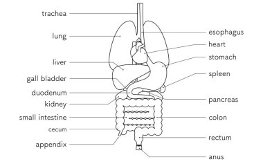 İnsan vücudunun yapısal çizimi, iç organların çizimi (organlar) sadece siyah ve beyaz çizgi çizimi, Vektör İllüzyonu