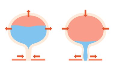 Normal Mesanenin Tıbbi İllüstrasyonu, İşeme Mekanizması, Vektör İllüzyonu