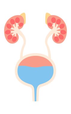 İdrar organlarının diyagramatik tıbbi çizimi (böbrekler, adrenal bezler, böbrek leğeni, idrar yolları, idrar kesesi, idrar yolu), Vektör İllüzyonu