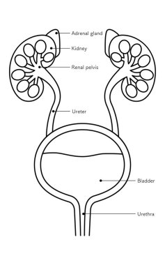 İdrar organlarının diyagramatik tıbbi çizimi (böbrekler, böbrek üstü bezleri, böbrek leğeni, idrar kesesi, idrar kesesi, üretra) - Çeviri: böbrek, böbrek üstü bezi, renal pelvis, üreter, mesane, üretra