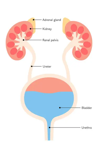 Stock vector Diagrammatic medical illustration of the urinary organs (kidneys, adrenal glands, renal pelvis, ureters, bladder, urethra) - Translation: Kidney, adrenal gland, renal pelvis, ureter, bladder, urethra