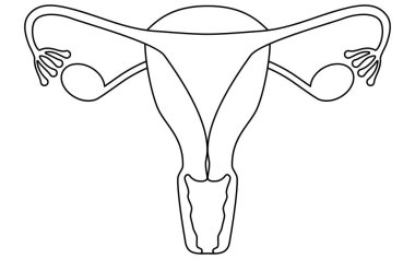 Diagrammatic illustrations and anatomical drawings of the uterus and ovaries, Vector Illustration clipart