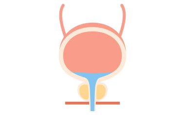 Prostat, Prostat ve Mesanenin Tıbbi İllüstrasyonu, Vektör İllüzyonu