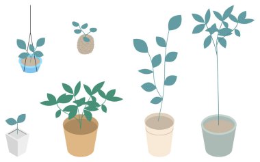 Ev bitkileri, izometrik illüstrasyon, Vektör İllüstrasyonu