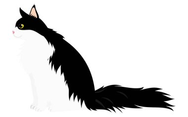 Uzun saçlı bir kedinin tasviri, siyah-beyaz bir rakun, yan yana oturuyor ve bakıyor, Vector Illustration