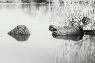 Göllü güzel bir manzara.