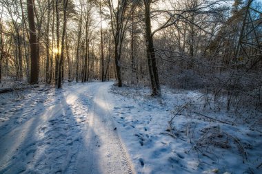 Wintersonne im Januar in einem verschneiten Wald