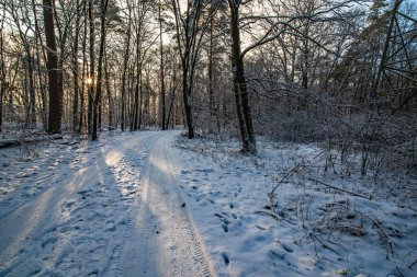 Wintersonne in einem verschneiten Wald in Bayern 