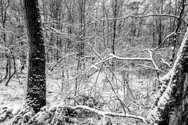 Verschneiter Wald zwischen Hessen ve Unterfranken