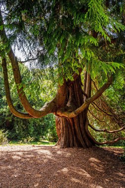 Ben Schlosspark von Bad Homburg.