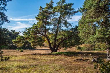 Einer von Mittelgebirgen gepraegten Bölgesi 'ndeki Eine Duene eldiveni erscheint erst einmal sehr ungewoehnlich. Doch in der Tat: Die Schwanheimer Duene ist eine der sehr seltenen Binnenduenen Europas. Das 1984 vom Land Hessen als Naturschutzgebiet
