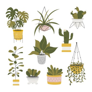 Beyaz arka plan üzerinde izole dekoratif houseplants Koleksiyonu. Tencere veya yetiştiriciler büyüyen trendy bitkilerin Demeti. Güzel doğal ev dekorasyonları ayarlayın. Düz renkli vektör illüstrasyon.