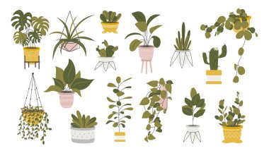Beyaz arka plan üzerinde izole dekoratif houseplants Koleksiyonu. Tencere veya yetiştiriciler büyüyen trendy bitkilerin Demeti. Güzel doğal ev dekorasyonları ayarlayın. Düz renkli vektör illüstrasyon.