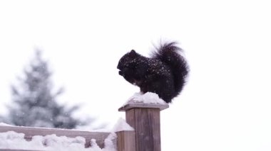 a large black, fluffy black squirrel sits on a wooden pole and eats. Snow is falling around