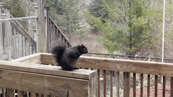 Black Fluffy Squirrel Sits Wooden Fence — Vídeo de stock