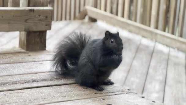 Black Fluffy Squirrel Sits Wooden Floor Eats Nuts Canada Ontario — Vídeos de Stock