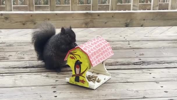 Black Fluffy Squirrel Eats Feeder — Stock Video