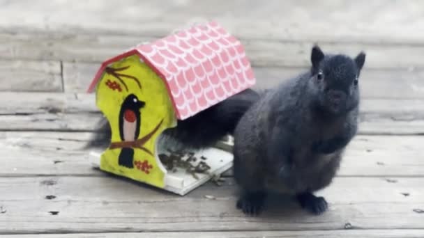 Veveriță Grasă Neagră Mănâncă Dintr Alimentator Își Zgârie Burta Laba — Videoclip de stoc