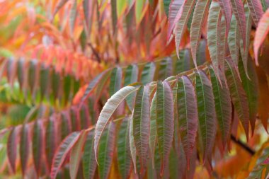 Güneşli bir günde parlak sonbahar yaprakları. Doğal arka plan. Sirke ağacı..