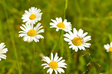 Blurred image of white daisies on a green meadow on a sunny summer day. Summer background.