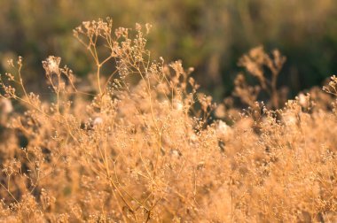 Blurred image of meadow herbs at sunset. Natural background.