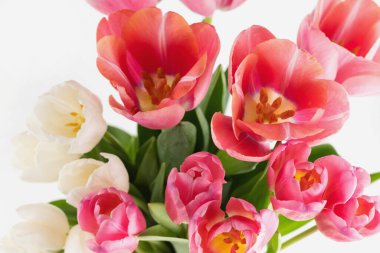 Beyaz arka planda pembe ve beyaz lalelerin bulanık görüntüsü. Çiçek arka planı.