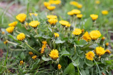 Yeşil arka planda çiçekli bir karahindiba çalısı bulanık görüntüsü.