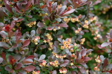 Baharda çiçek açan süs böğürtleninin bulanık görüntüsü..